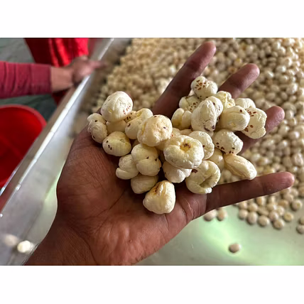 Foxnut-3