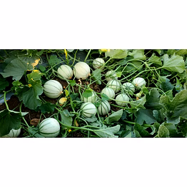 a-grade muskmelon - oval shaped sweet and juicy organic fresh green muskmelon