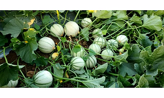 A-grade Muskmelon - Oval Shaped Sweet And Juicy Organic Fresh Green Muskmelon