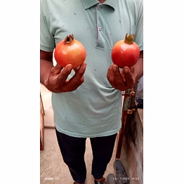 a grade pomegranates fresh red pomegranate