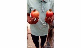 A Grade Pomegranates Fresh Red Pomegranate