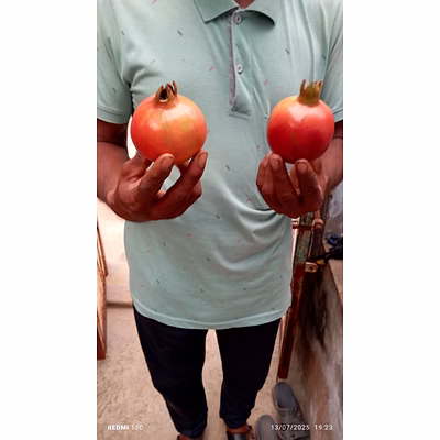 a grade pomegranates fresh red pomegranate