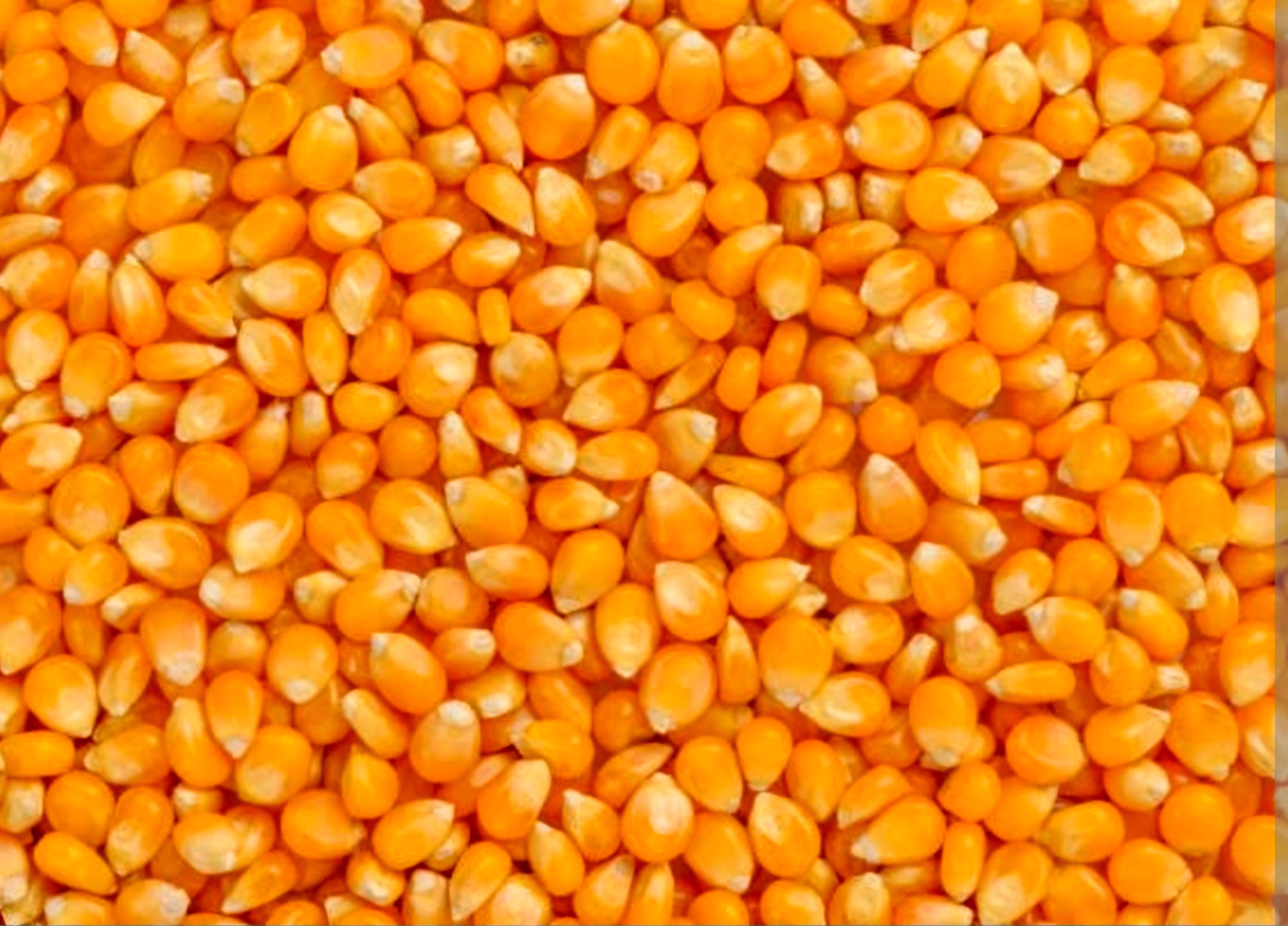 Maize image 1