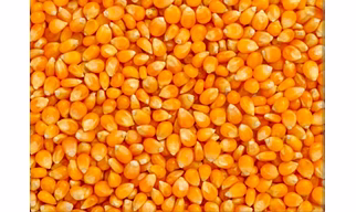 Maize