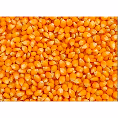 maize