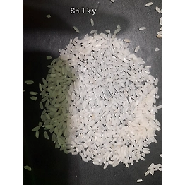 KUSBHO SONA MANSURI RICE