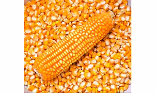 Maize (Corn / Makka)