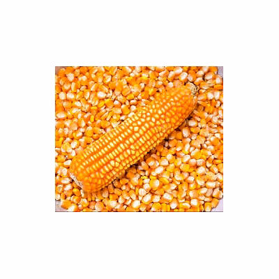 maize (corn / makka)