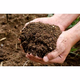 cow dung manure