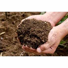Cow dung manure