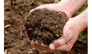 Cow dung manure