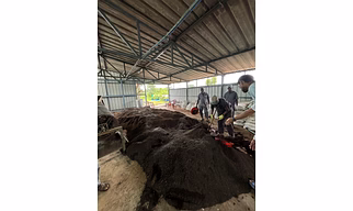 Vermicompost