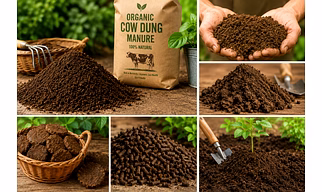 Cow dung manure