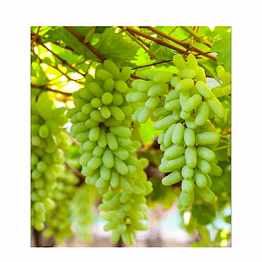 fresh grapes