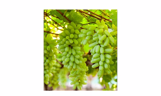 fresh grapes