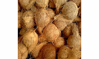 Semi Husked Coconut