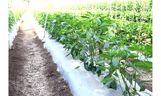 GROWiT Mulch Film