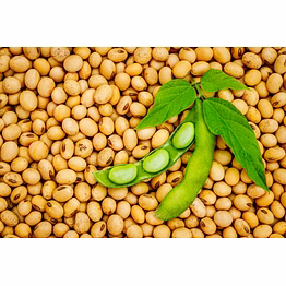 soybean