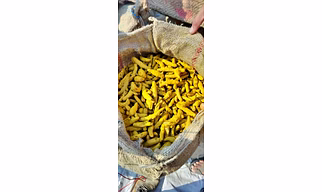Turmeric Finger (Salem) double polish