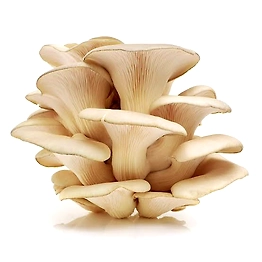 Oyster Mushroom
