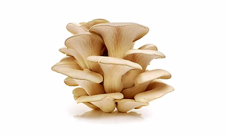 Oyster Mushroom