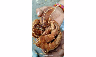 FRESH TAMARIND