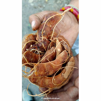 fresh tamarind