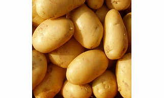 FRESH POTATOES