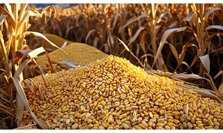 Maize