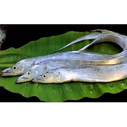 ribbon fish