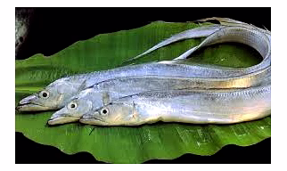 Ribbon Fish