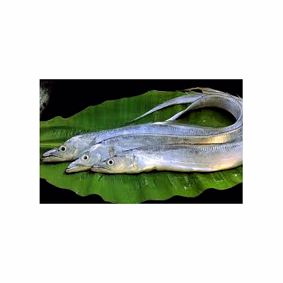 ribbon fish