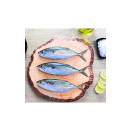 indian mickeral fish