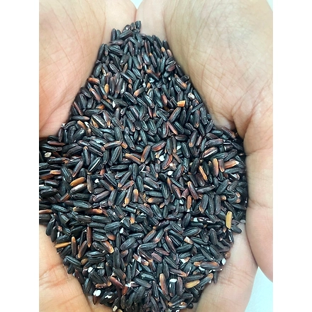 Black Rice (Chak-Hao)-1