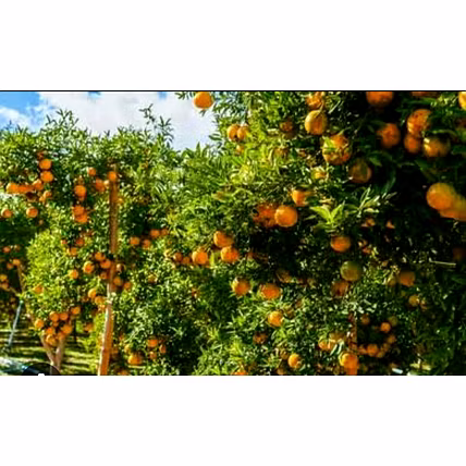 Orange-6