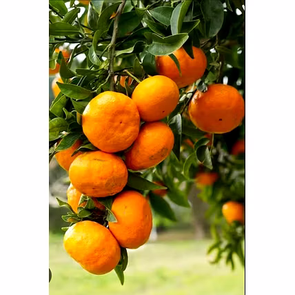 Orange-5