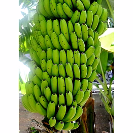 g9 cavendish banana banana