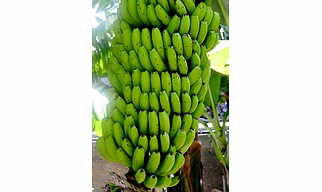 banana