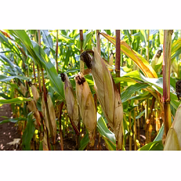 maize