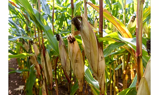 Maize