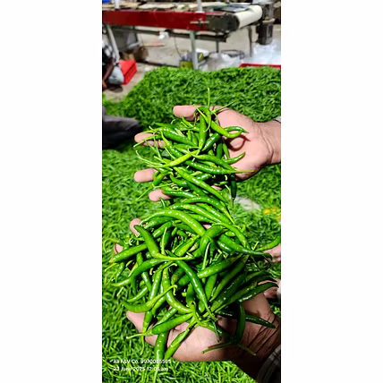 INDIAN GREEN CHILLI-3