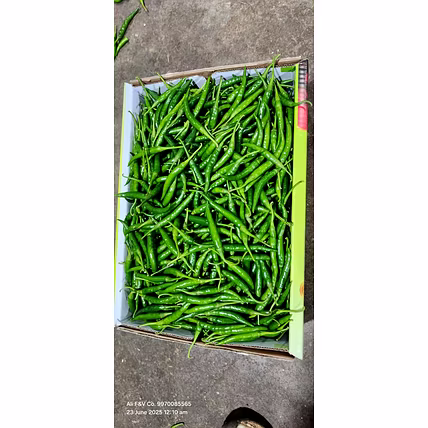INDIAN GREEN CHILLI-4