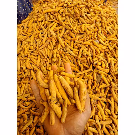 Turmeric fingers/ turmeric powder