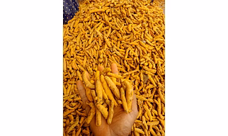 Turmeric fingers/ turmeric powder