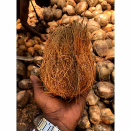 coconuts