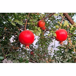 pomegranate