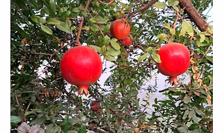 POMEGRANATE