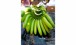 BANANA