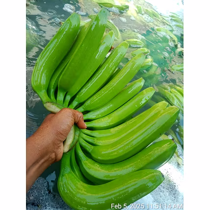 BANANA-2