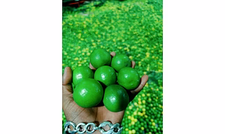 LEMON